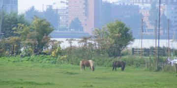 Campagne au Nord d'Amsterdam