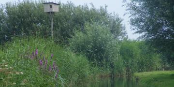 Campagne au Nord d'Amsterdam