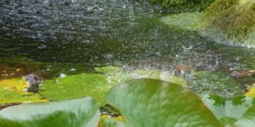 Pays-Bas : Amsterdam*