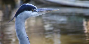 Pays-Bas : Amsterdam*