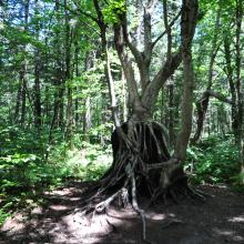 Canada2017_0017__DSC_0020