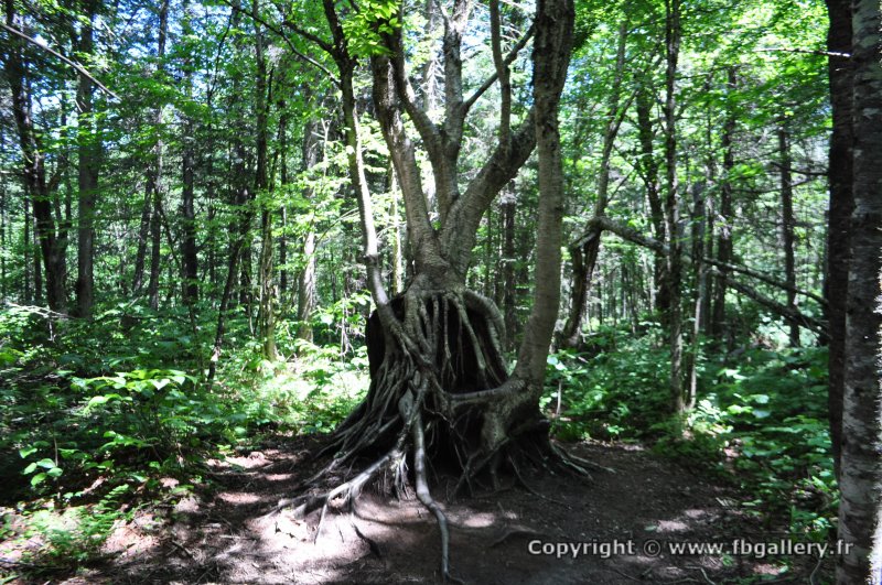 Canada2017_0017__DSC_0020