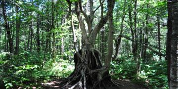 01-Parc_jacques_cartier