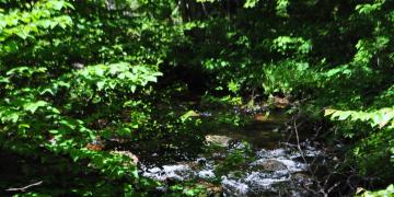 01-Parc_jacques_cartier