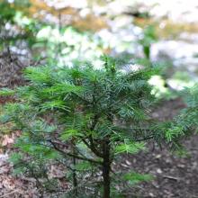 Canada2017_0026__DSC_0029