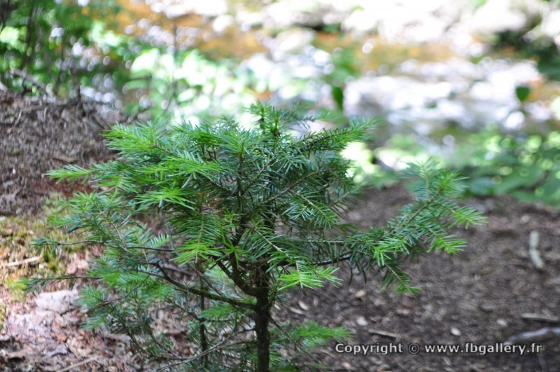 Canada2017_0026__DSC_0029