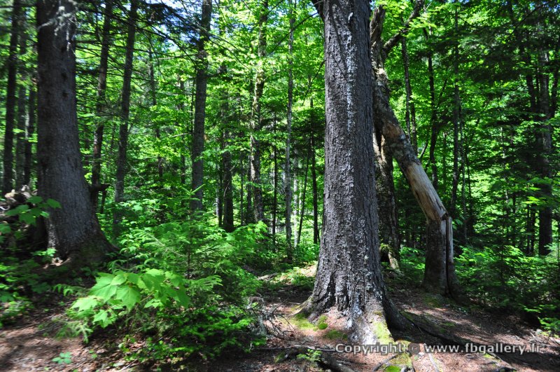 Canada2017_0046__DSC_0049