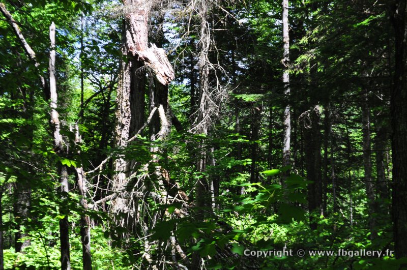 Canada2017_0048__DSC_0051