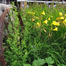 Canada2017_0103__DSC_0106