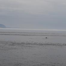 Canada2017_0254__DSC_0268