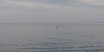 06-Croisiere_baleines