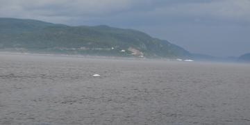 06-Croisiere_baleines