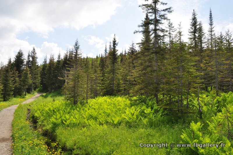 Canada2017_0466__DSC_0496