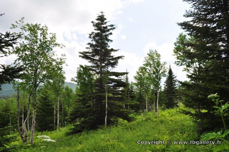 Canada2017_0471__DSC_0502