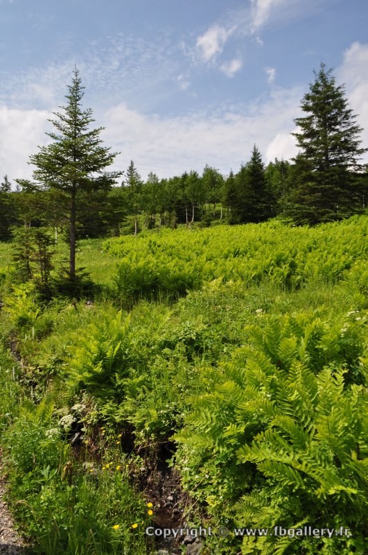 Canada2017_0475__DSC_0507
