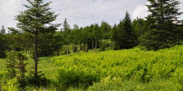 09-Parc_nationnal_gaspesie
