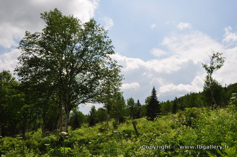Canada2017_0476__DSC_0508