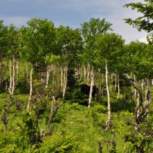 Canada2017_0484__DSC_0516