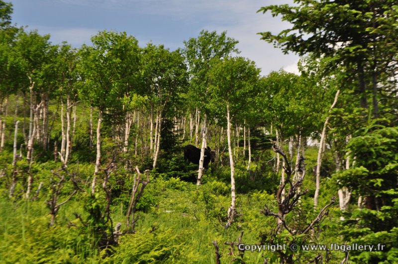 Canada2017_0484__DSC_0516