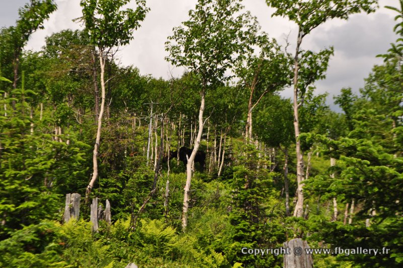 Canada2017_0487__DSC_0519