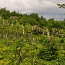 Canada2017_0493__DSC_0525