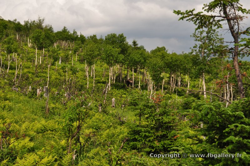 Canada2017_0493__DSC_0525
