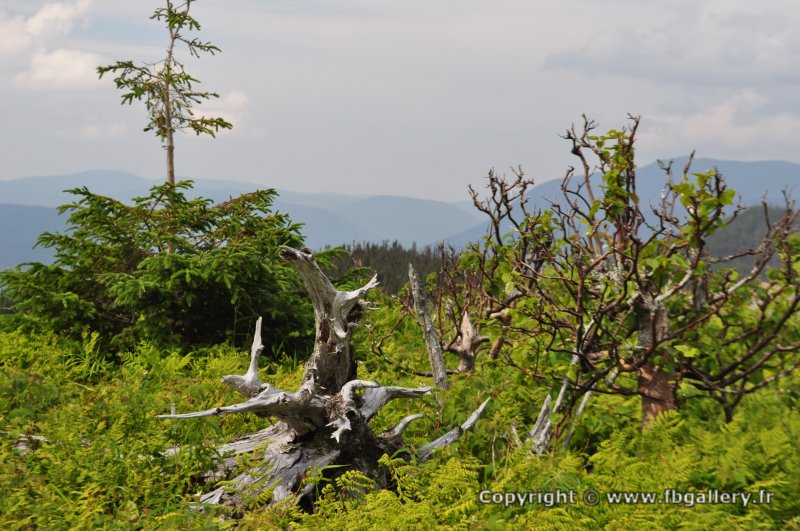 Canada2017_0516__DSC_0548