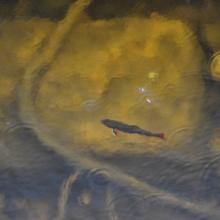 Canada2017_0551__DSC_0583