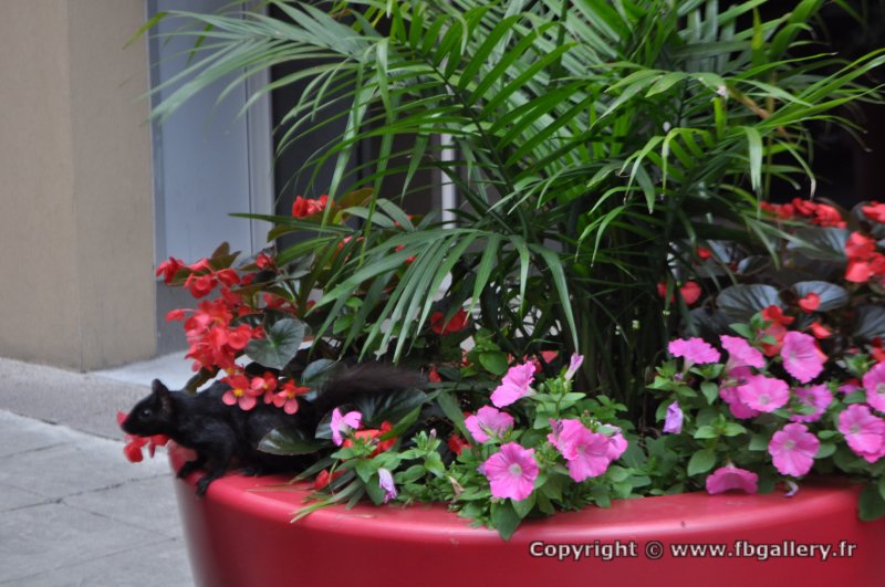 Canada2017_1232__DSC_0309