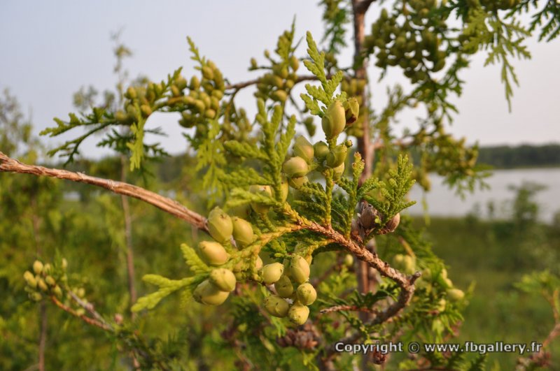 Canada2017_2050__DSC_0108