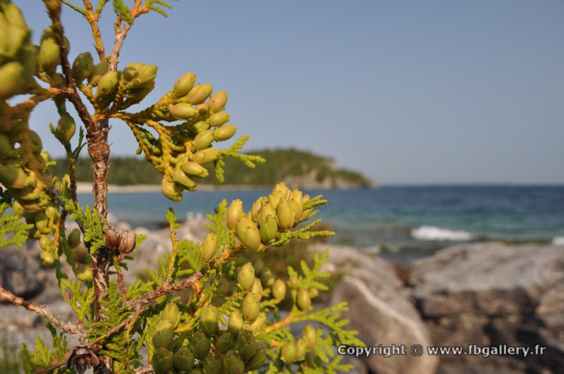 Canada2017_2123__DSC_0181