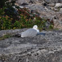 Canada2017_2124__DSC_0182