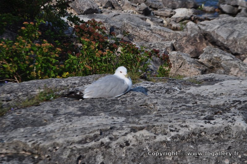 Canada2017_2124__DSC_0182