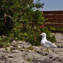 Canada2017_2171__DSC_0230