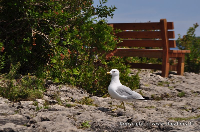 Canada2017_2171__DSC_0230