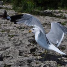 Canada2017_2172__DSC_0231