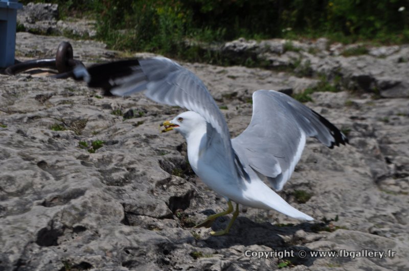 Canada2017_2172__DSC_0231