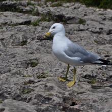 Canada2017_2174__DSC_0233