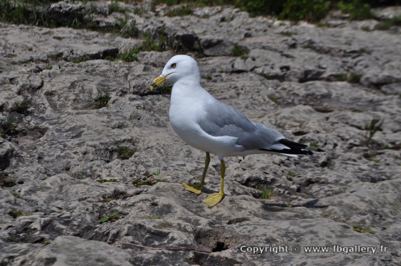 Canada2017_2174__DSC_0233