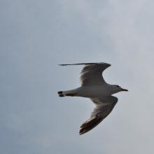 Canada2017_2226__DSC_0287