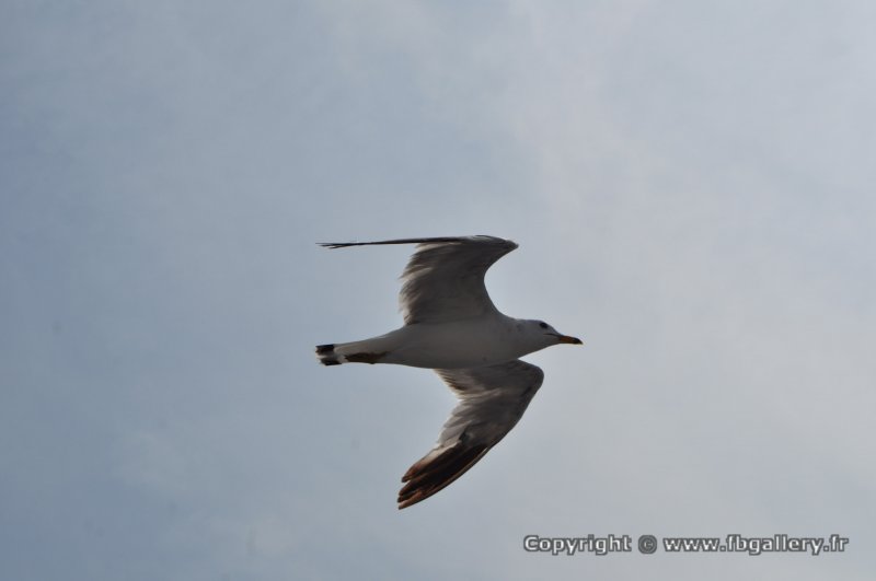Canada2017_2226__DSC_0287