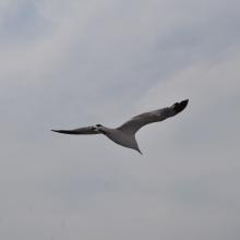 Canada2017_2230__DSC_0291