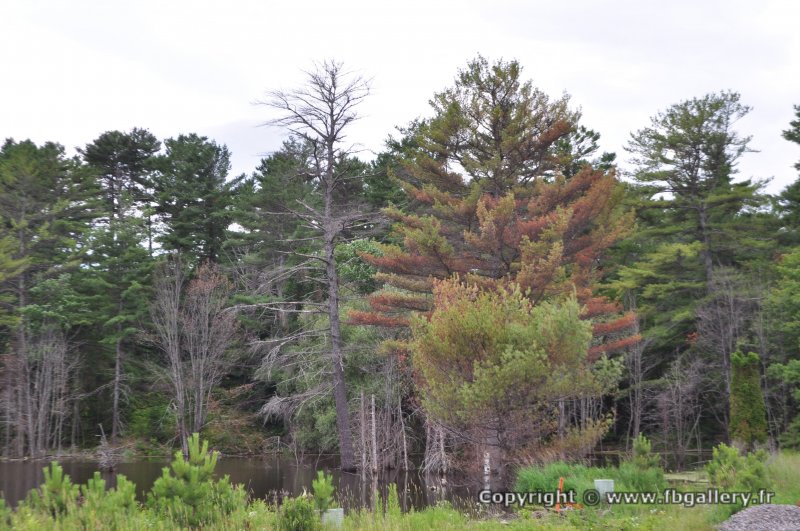 Canada2017_2347__DSC_0412