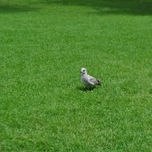 Canada2017_1884__DSC_1049