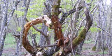 Auvergne