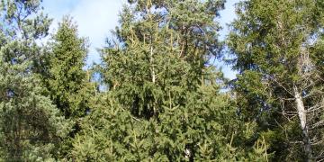 Parc naturel des volcans d'Auvergne