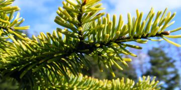 Parc naturel des volcans d'Auvergne