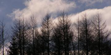 Parc naturel des volcans d'Auvergne