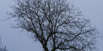 Hauteurs de Villefranche - Enneigé