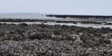 07_Les_ormeaux_Montresor